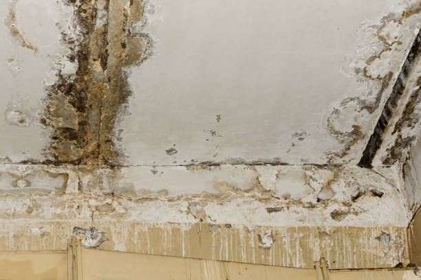  Jasper, AL Mold Removal Pros